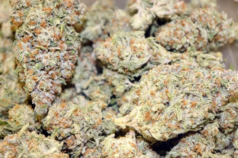 Tropicana cookies - CALI WEED KAUFEN | CALI WEED | CALI PACKS